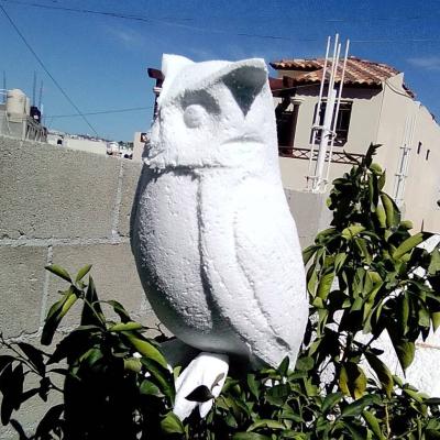 Owl.buho